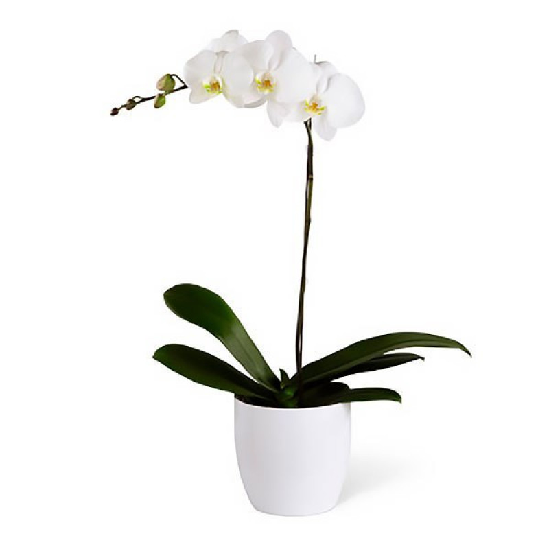 Weiße Orchidee, 1 Zweig