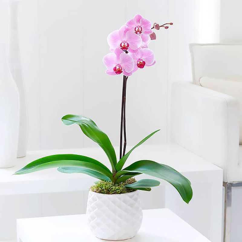 Orchideenflieder, 1 Zweig